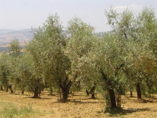Agriturismo Colombaiolo Pienza Ngoại thất bức ảnh