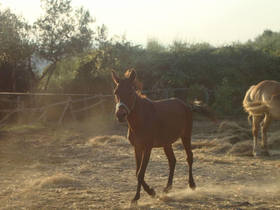 Agriturismo Colombaiolo Pienza Ngoại thất bức ảnh