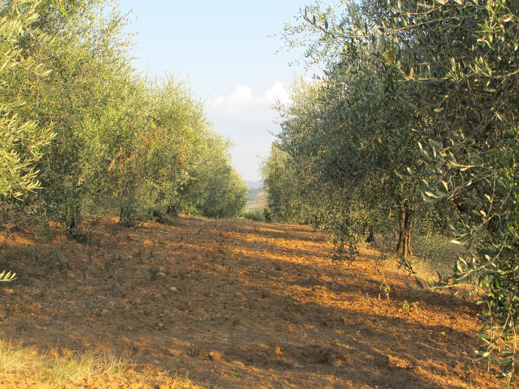 Agriturismo Colombaiolo Pienza Ngoại thất bức ảnh