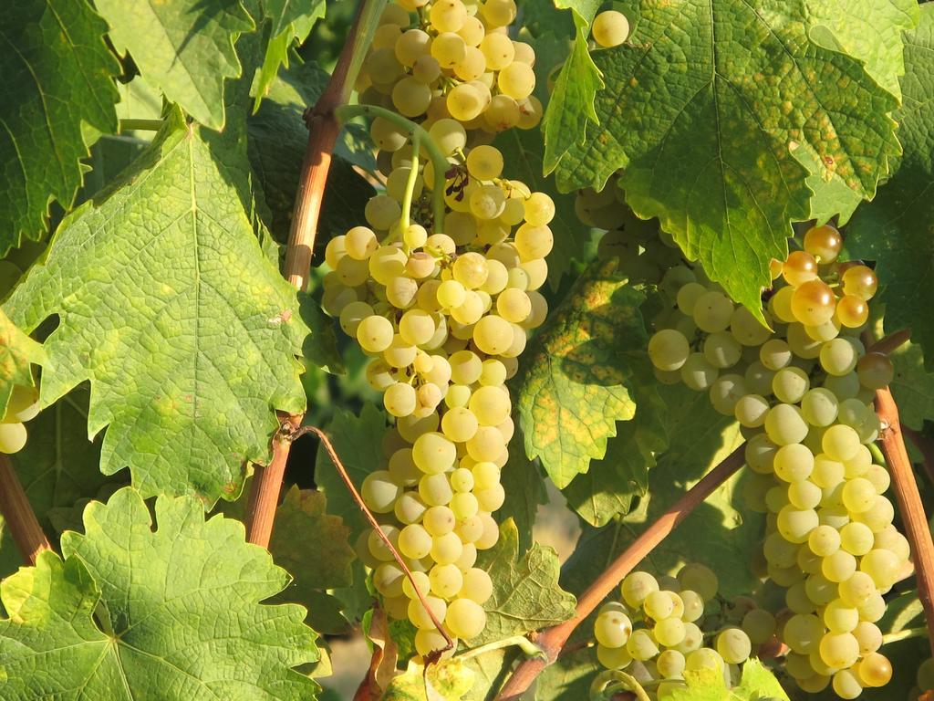 Agriturismo Colombaiolo Pienza Ngoại thất bức ảnh
