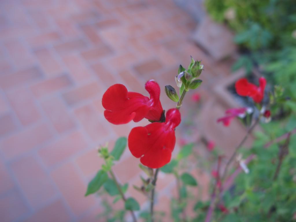 Agriturismo Colombaiolo Pienza Ngoại thất bức ảnh